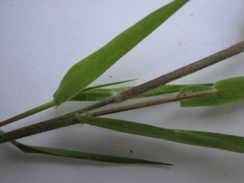 Tapered Panicgrass (Dichanthelium acuminatum)