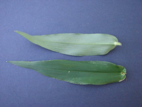 Deertongue Panicgrass (Dichanthelium clandestinum)