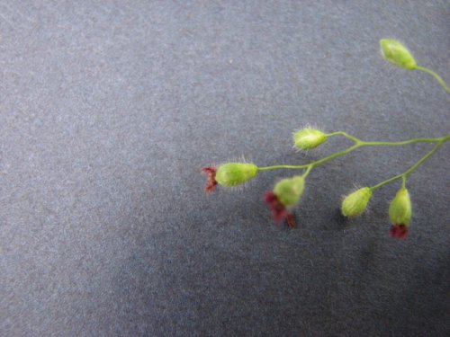 Leiberg's Panicgrass (Dichanthelium leibergii)