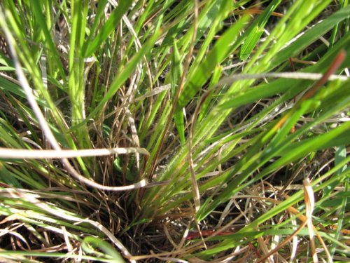 Slimleaf Panicgrass (Dichanthelium perlongum)