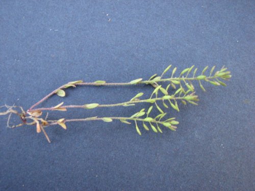 Shortpod Draba (Draba brachycarpa)