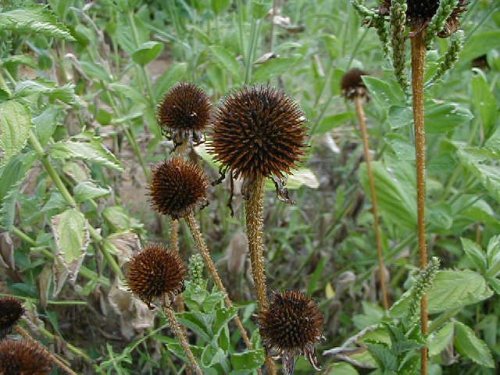 Blacksamson Coneflower (Echinacea angustifolia)