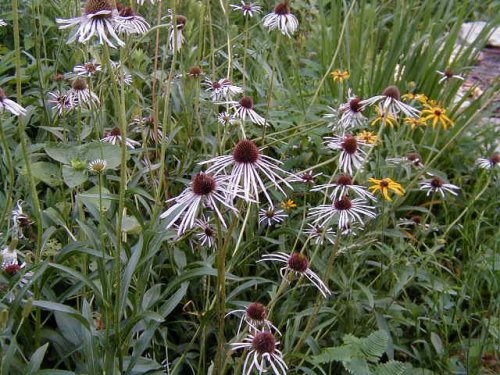 Pale Coneflower (Echinacea pallida)