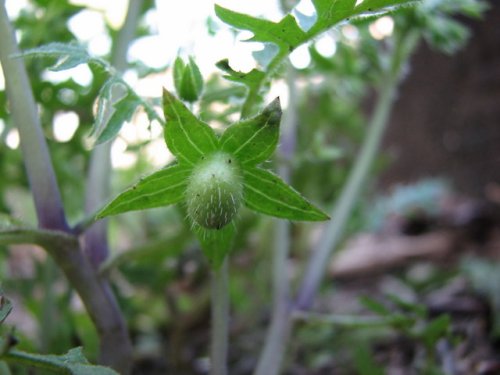 Waterpod (Ellisia nyctelea)