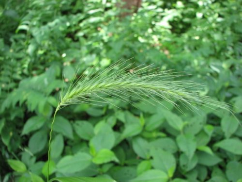 Hairy Wild Rye (Elymus villosus)