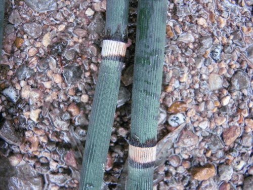 common scouring-rush (Equisetum hyemale)