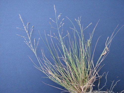 Carolina Love Grass (Eragrostis pectinacea)