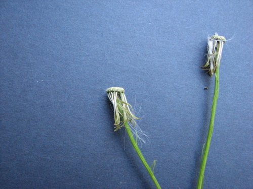 American Burnweed (Erechtites hieracifolius)