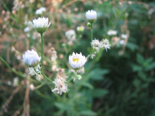 Annual Fleabane (Erigeron annuus)