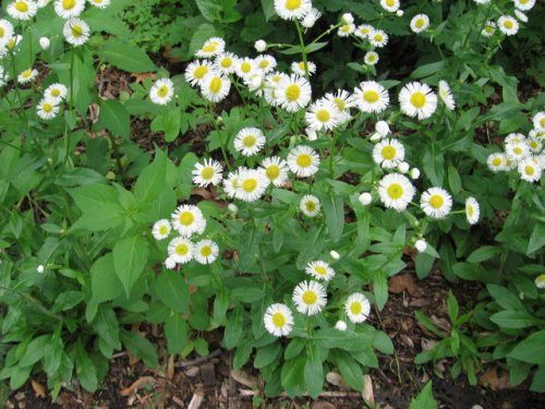 Philadelphia Fleabane (Erigeron philadelphicus)