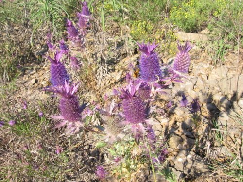 Leavenworth Eryngo (Eryngium leavenworthii)