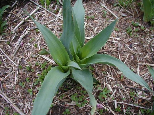 Rattlesnake Master (Eryngium yuccifolium)