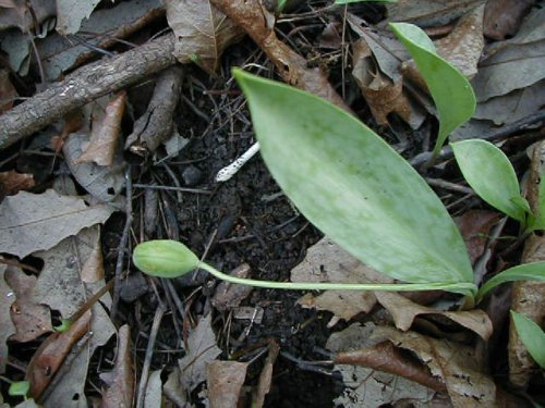 White Fawn Lily (Erythronium albidum)