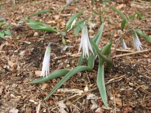 Midland Fawn Lily (Erythronium mesochoreum)