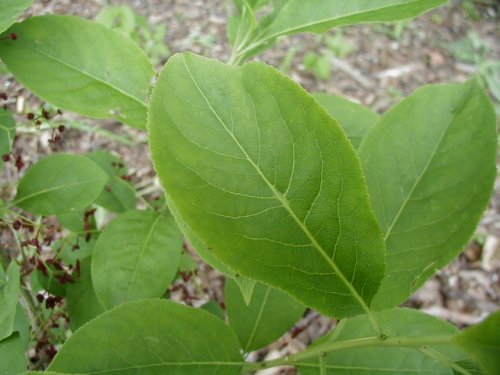 Eastern Wahoo (Euonymus atropurpureus)