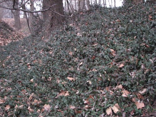 Winter Creeper (Euonymus fortunei)