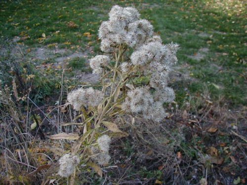 Tall Boneset (Eupatorium altissimum)