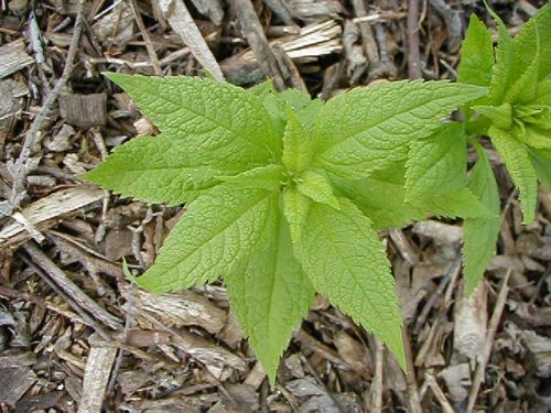 Sweet Joe-Pye (Eupatorium purpureum)