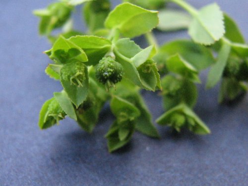 Warty Spurge (Euphorbia spathulata)