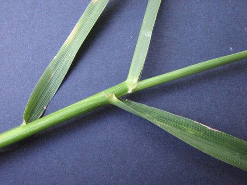 Meadow Mountain Fescue (Schedonorus pratensis)