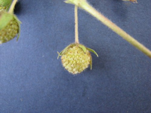 Wild Strawberry (Fragaria virginiana)