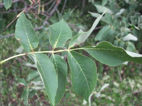 White Ash (Fraxinus americana)