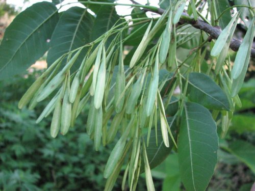 Green Ash (Fraxinus pennsylvanica)