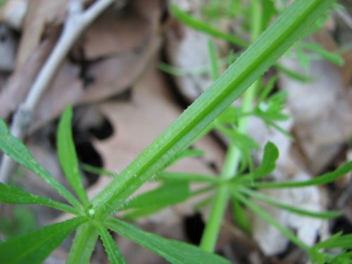 Stickywilly (Galium aparine)