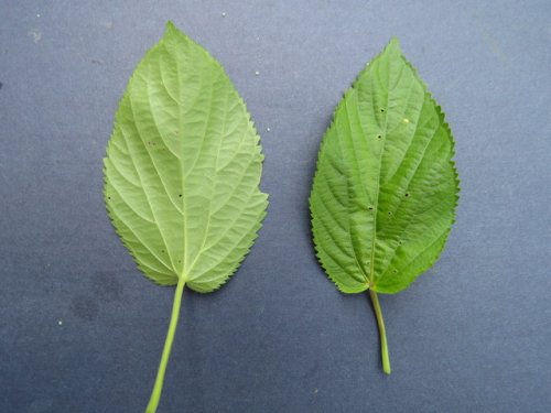 Rough pod copperleaf (Acalypha ostryifolia)