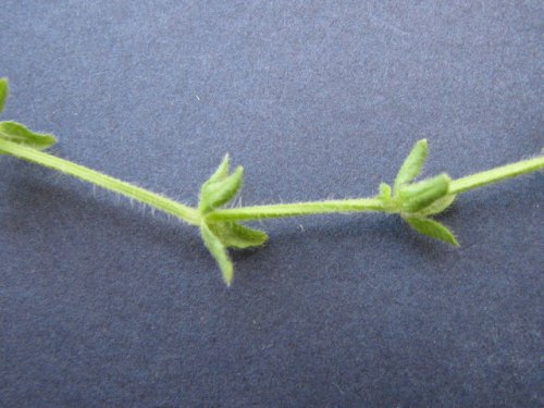 Piedmont Bedstraw (Galium pedemontanum)