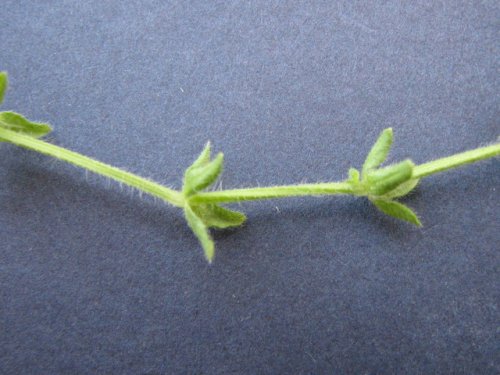 Piedmont Bedstraw (Galium pedemontanum)