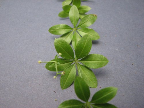 Fragrant Bedstraw (Galium triflorum)