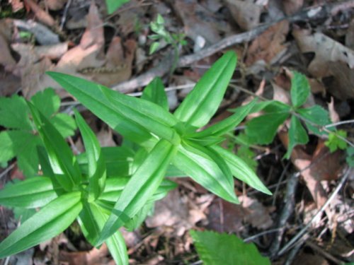 White Gentian (Gentiana alba)