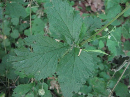 White Avens (Geum canadense)