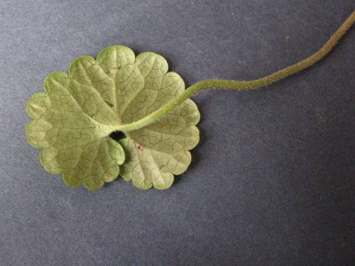 Ground Ivy (Glechoma hederacea)