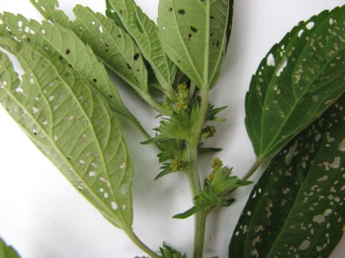 Virginia Copperleaf (Acalypha virginica)