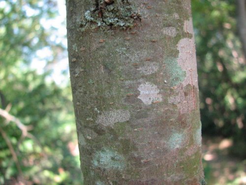 Honey Locust (Gleditsia triacanthos)