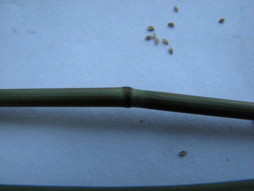 Fowl Managrass (Glyceria striata)