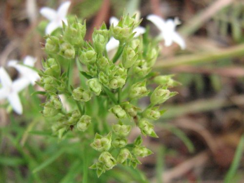 Narrowleaf Bluets (Hedyotis nigricans)