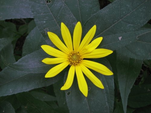 Hairy Sunflower (Helianthus hirsutus)