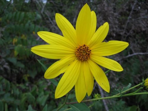 Jerusalem artichoke (Helianthus tuberosus)