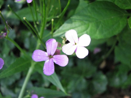 Dames Rocket (Hesperis matronalis)