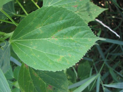 Crimsoneyed Rosemallow (Hibiscus moscheutos)