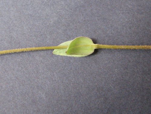 Jagged Chickweed (Holosteum umbellatum)