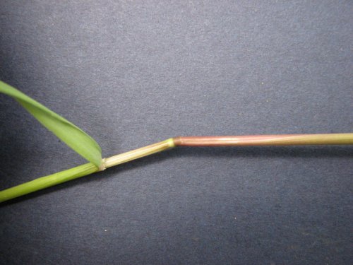 Foxtail Barley (Hordeum jubatum)