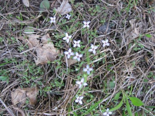 Tiny Bluet (Houstonia pusilla)