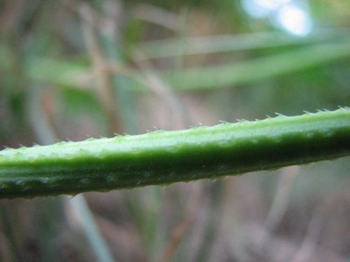 Japanese Hop (Humulus japonicus)