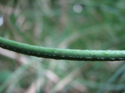 Common Hop (Humulus lupulus)