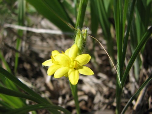 Yellow Stargrass (Hypoxis hirsuta)