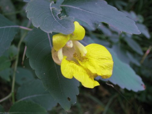 Pale touch-me-not (Impatiens pallida)